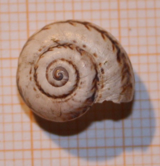 Theba pisana?